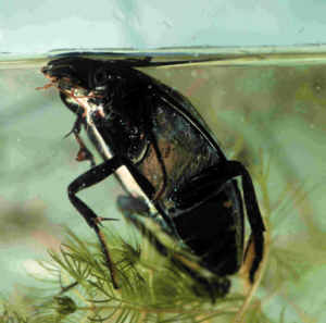 H.piceus